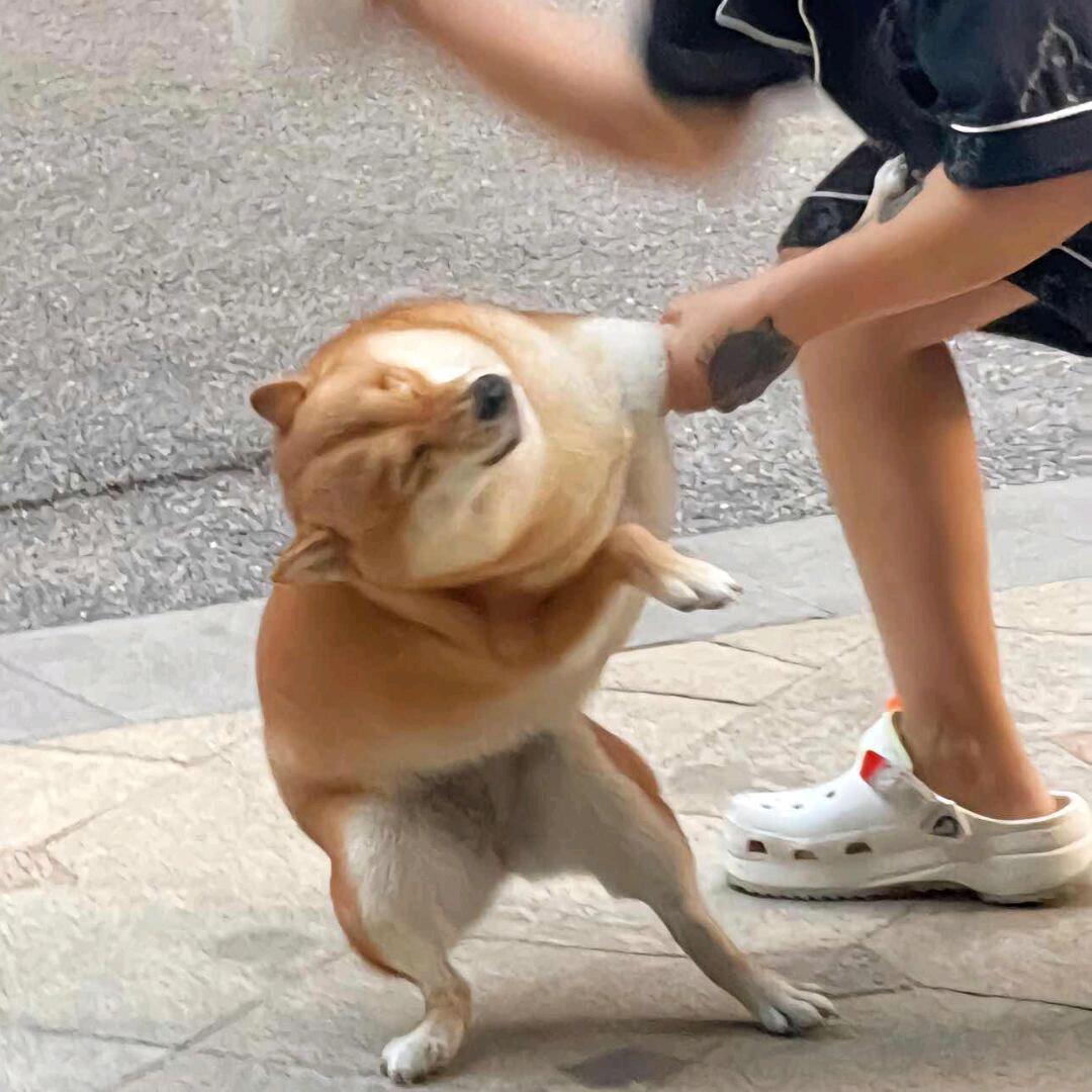 秋狗