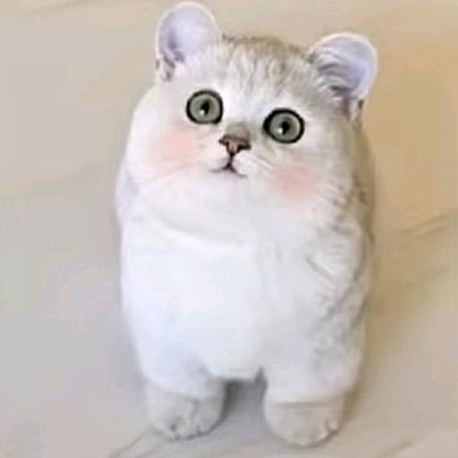 爱吃番茄的西红柿