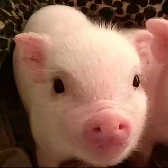 请输入文本…🙄💅