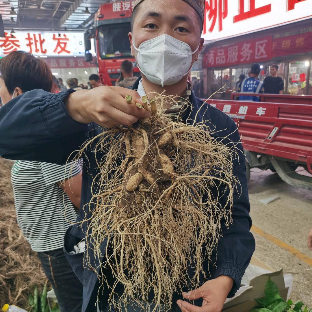 ®小崔班长的人参