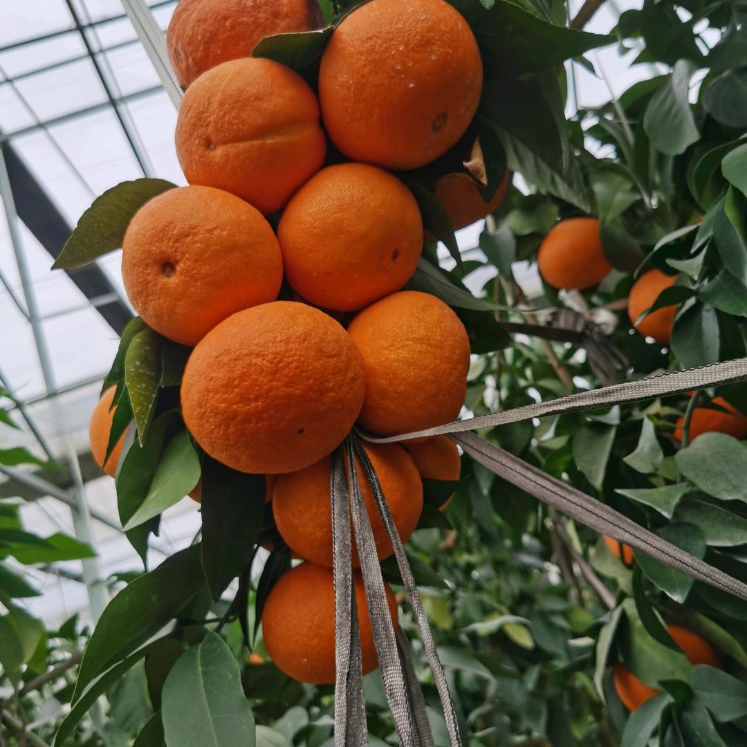 共享开化好水果
