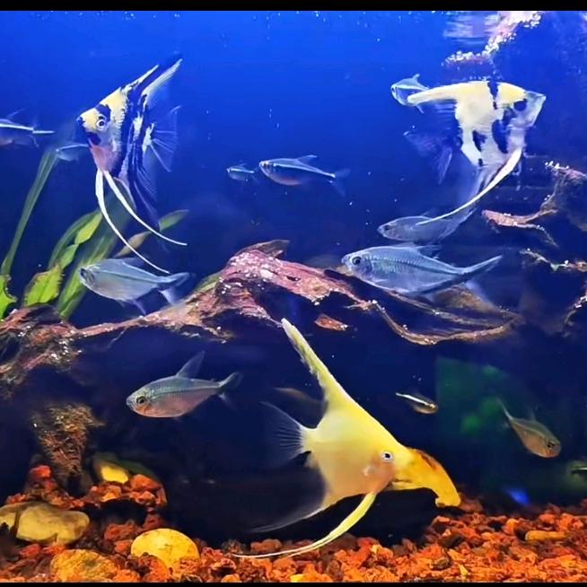 驴子宠物