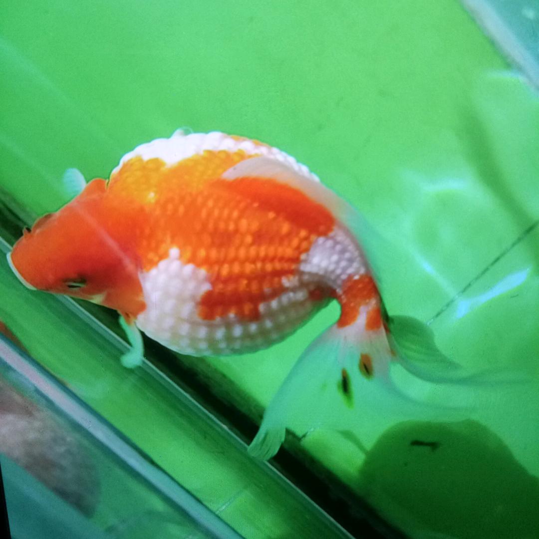 梅🌸花