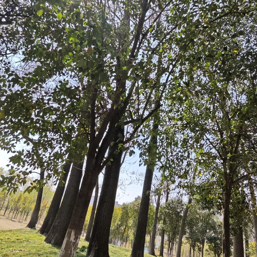 新中式摆摊日记