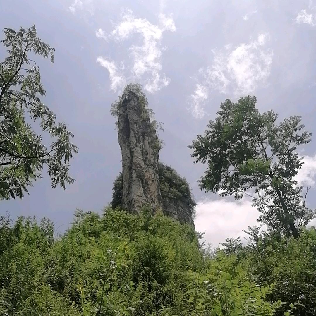 蓝天盆景桩