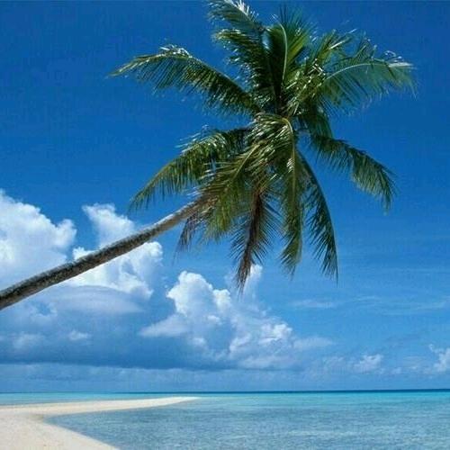 @🍀平安果🌴头像
