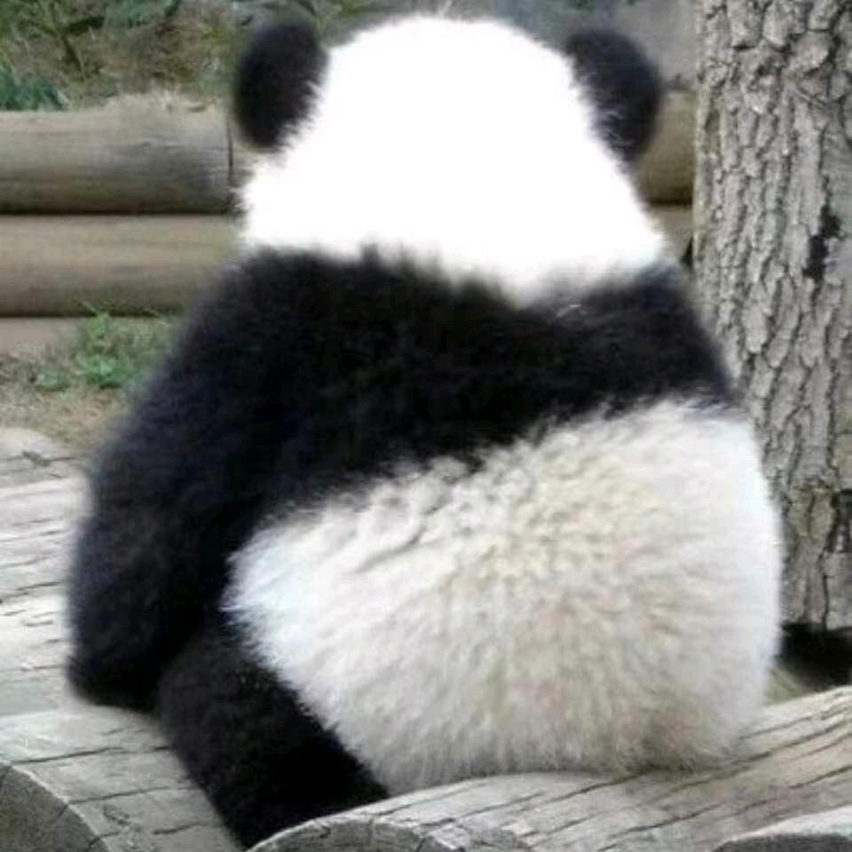 感恩的心