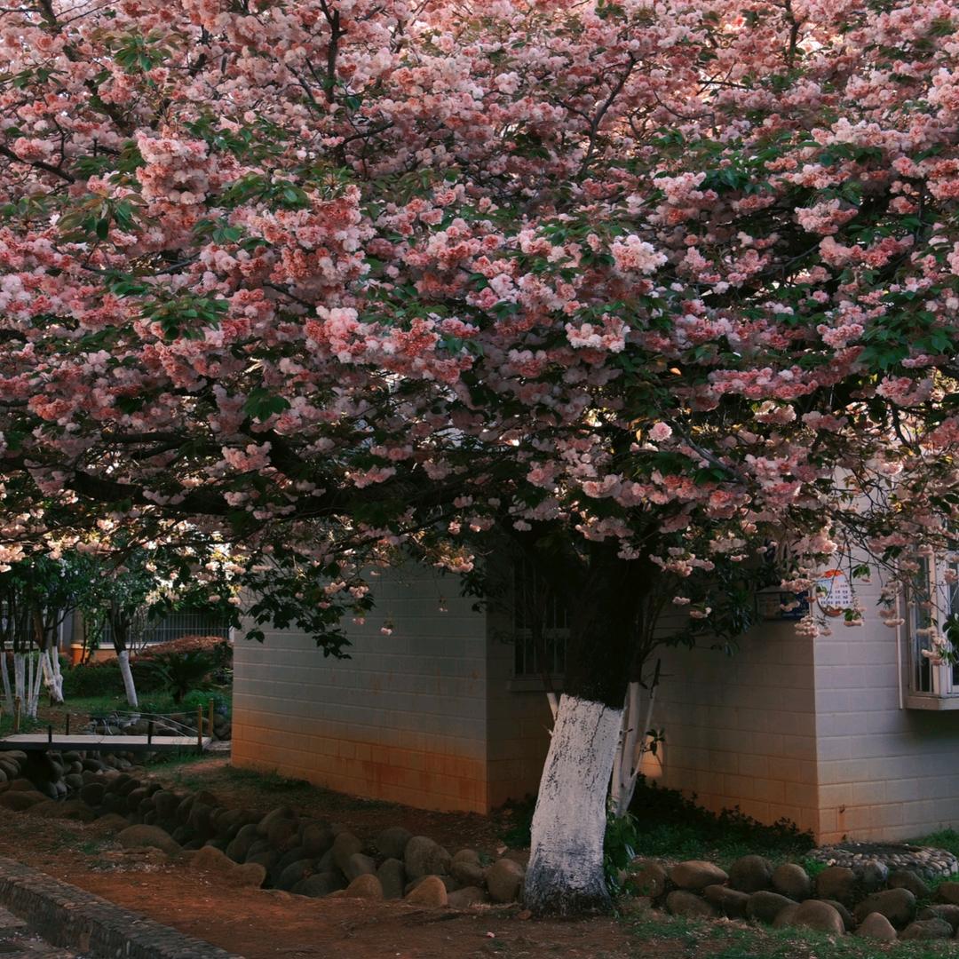 小唐唐（国风）