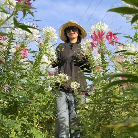 心有繁花似