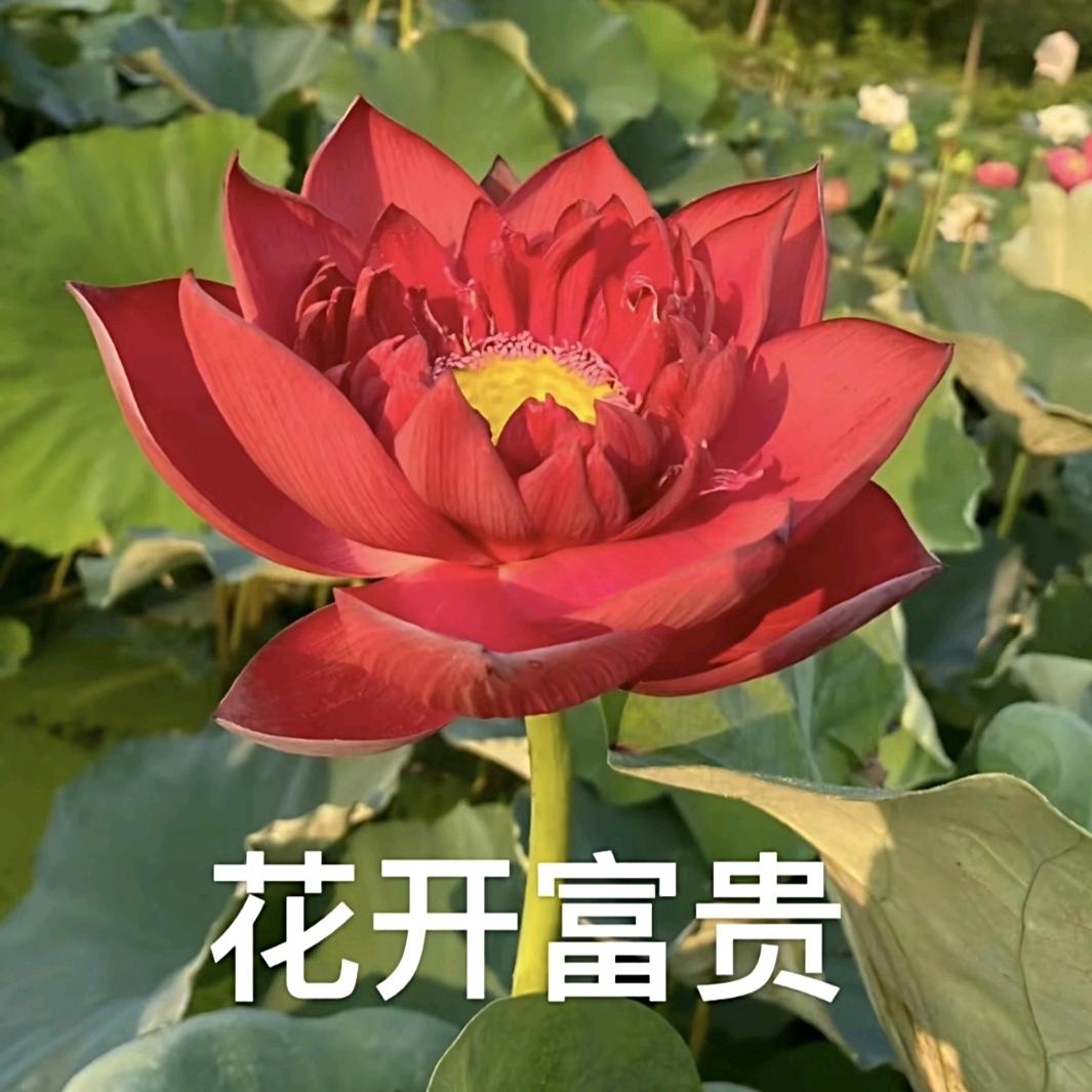 花开富贵~