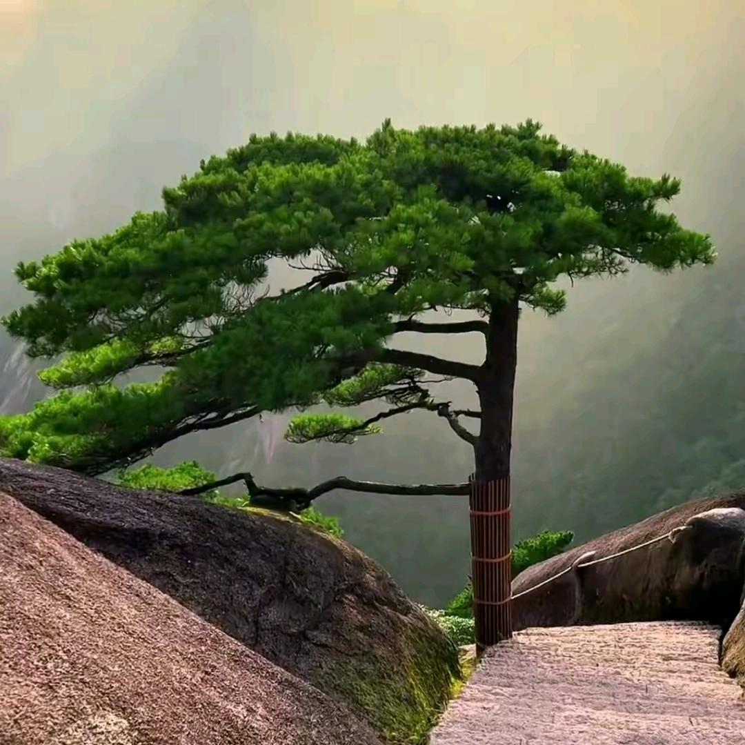 每天开心😀每一天