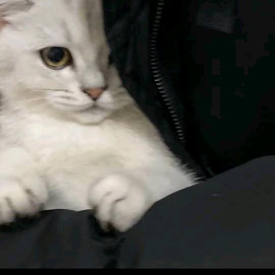 伊伊