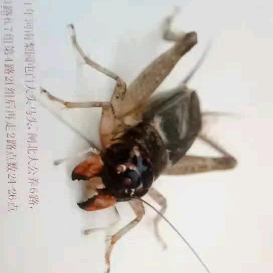 王永杰玻璃纤维杆（河南蟋蟀）