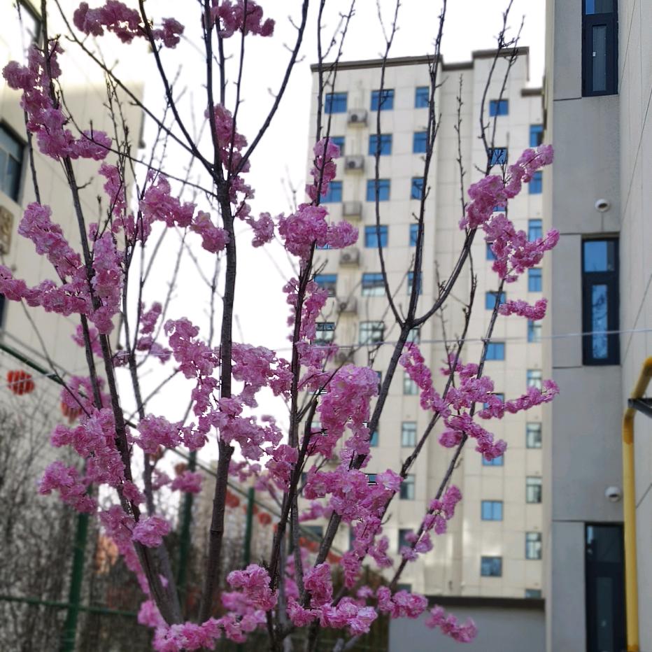 🌸小梅🌸