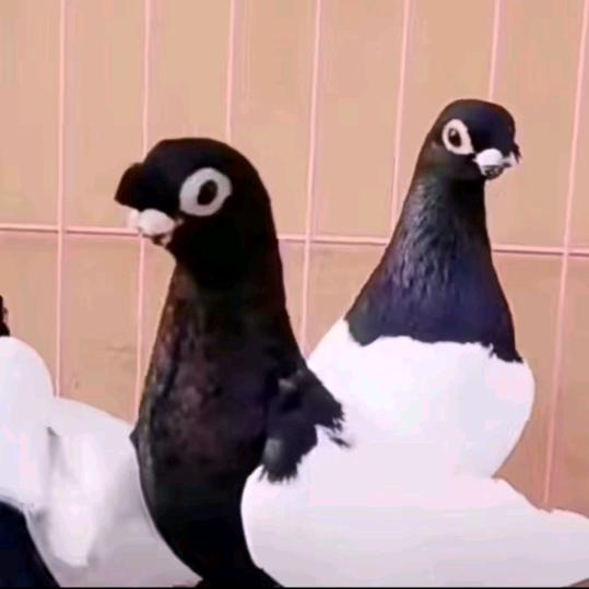 两只鸽子。