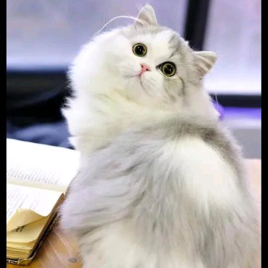 猫咕噜