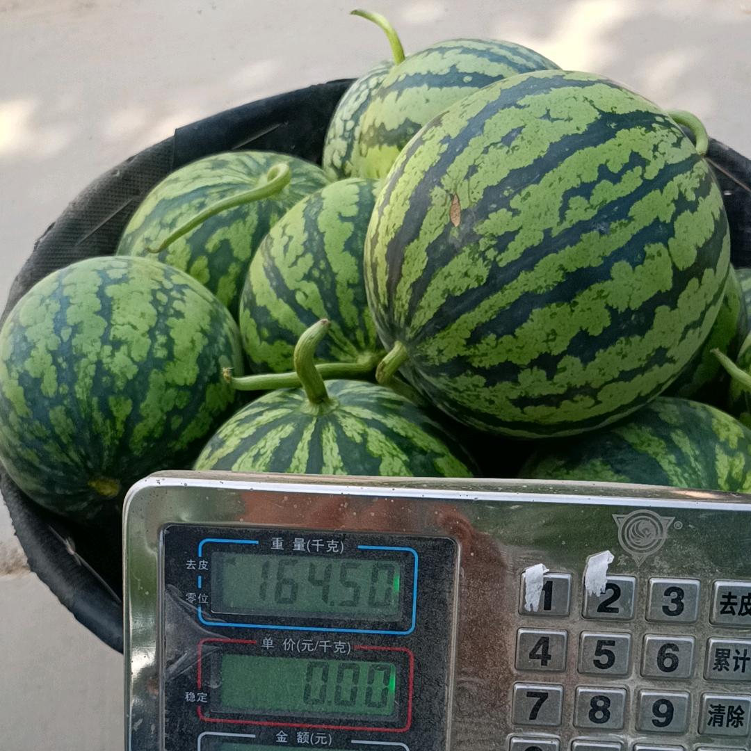 夏乐西瓜🍉小周