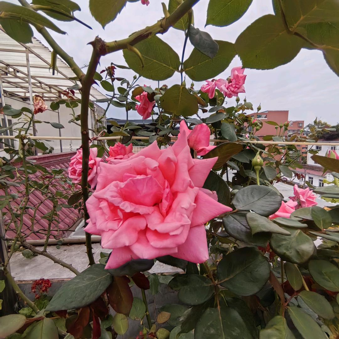 美女你好辛苦哦