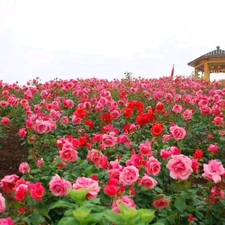 夏日清凉，冬日暖阳