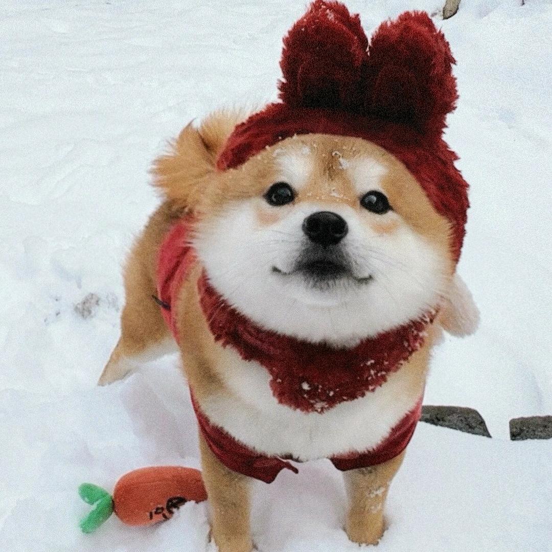 插画师可乐