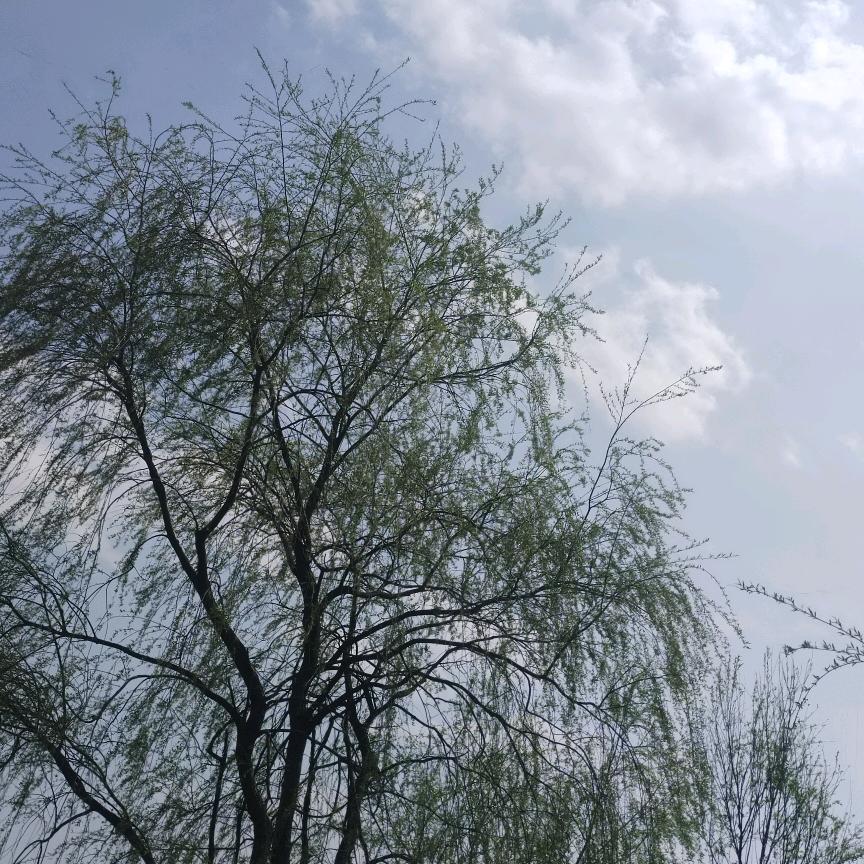 黄昏ikun