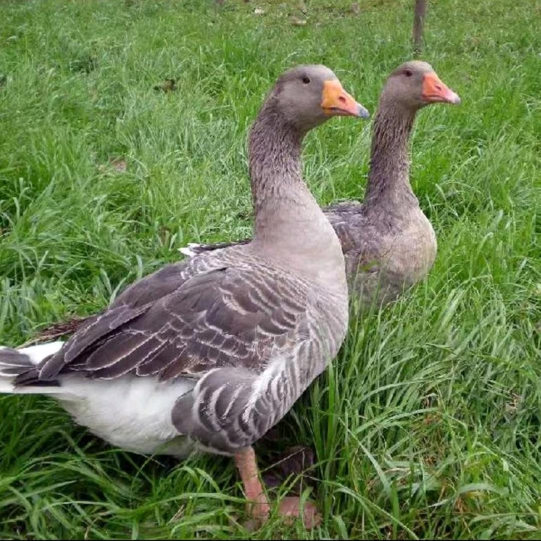 世超鹅业第2号店