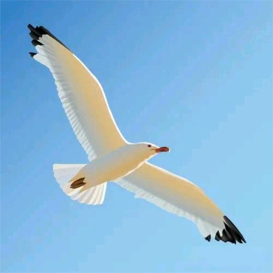 海阔天空（Z）