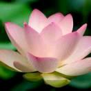 岁月不留人（肖丽萍）