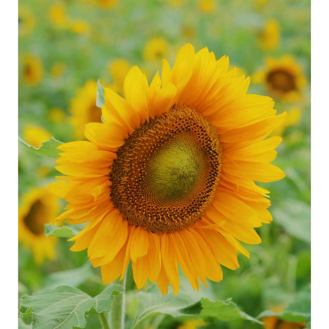 做一个快乐的人