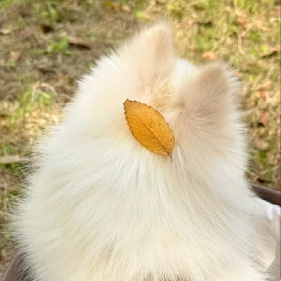 阿凉
