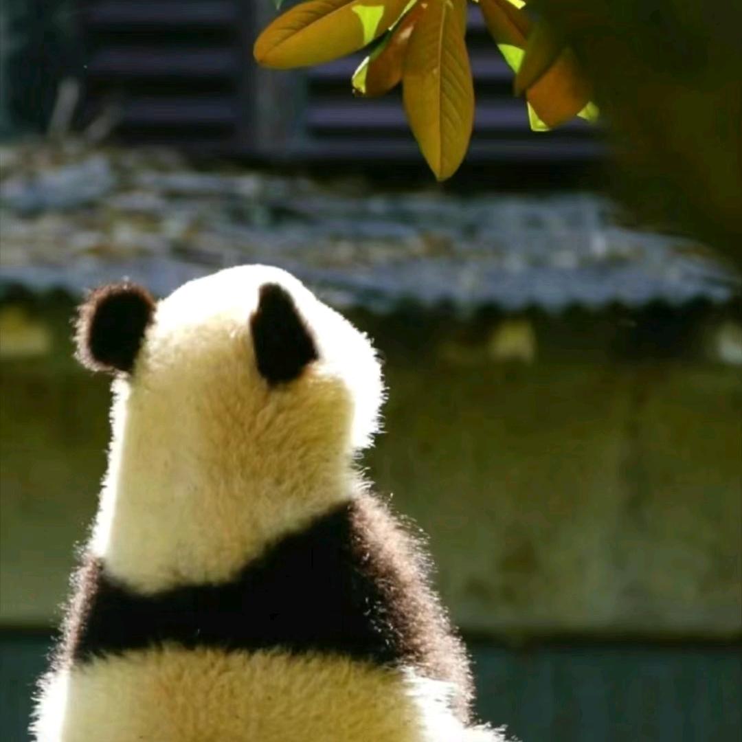 学习专用号