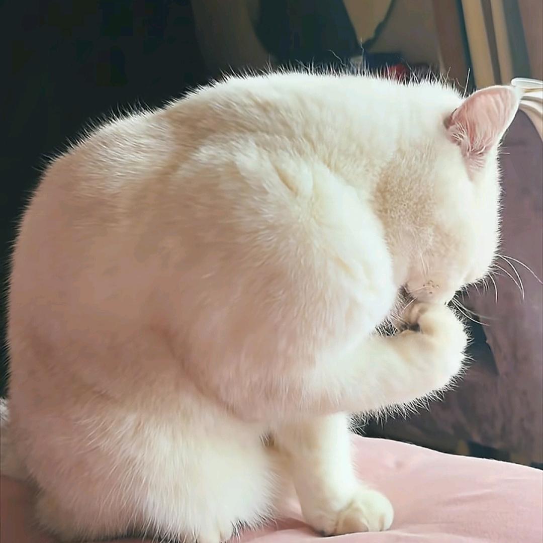 挺OK个G.l（三大项500KG版）