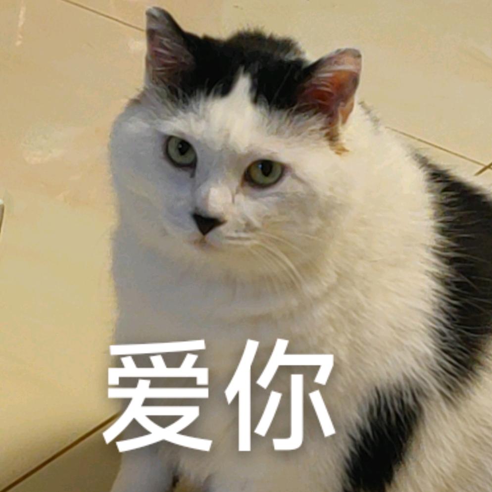 喵子洲头