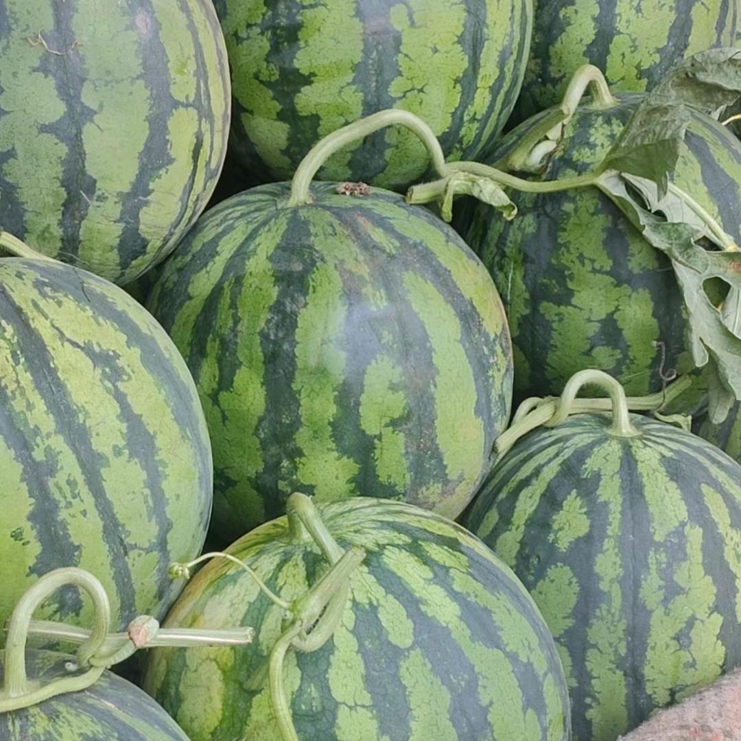 （小薄皮）麒麟西瓜种植