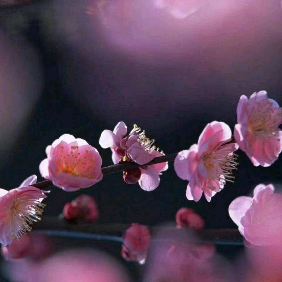 梅花
