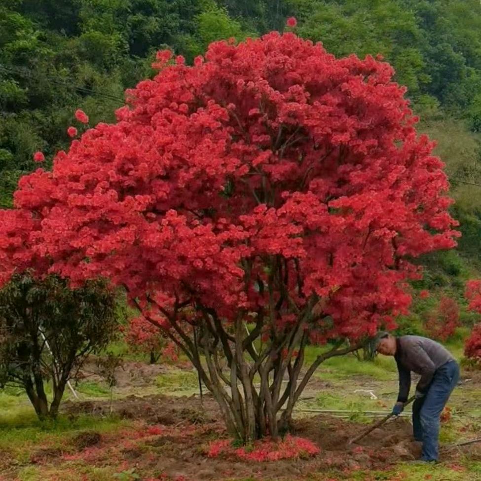 小诺映山红园艺