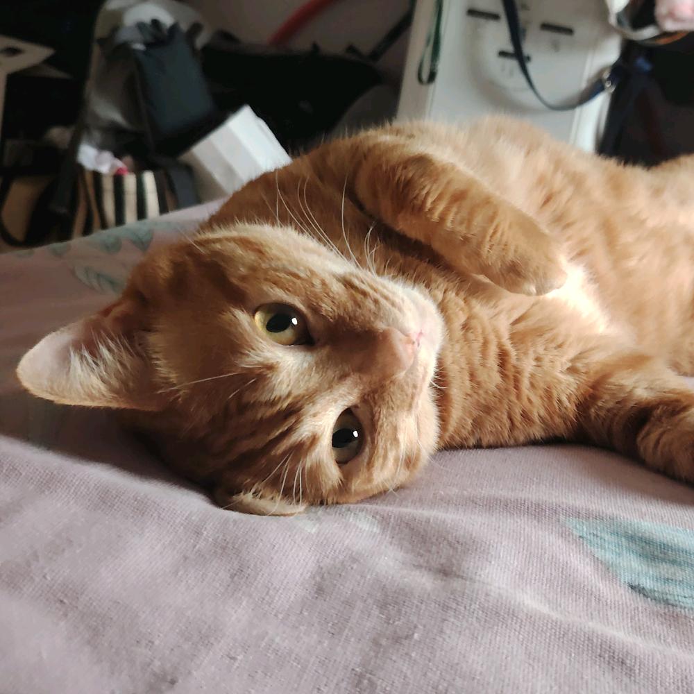 英雄猫妈小摇篮