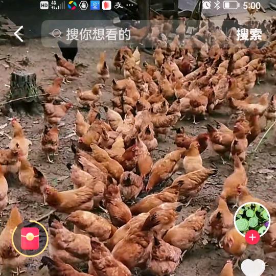 铁公鸡🐔
