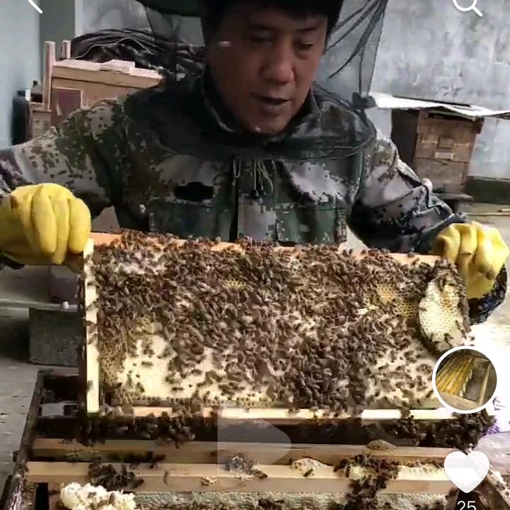 农村养蜂人