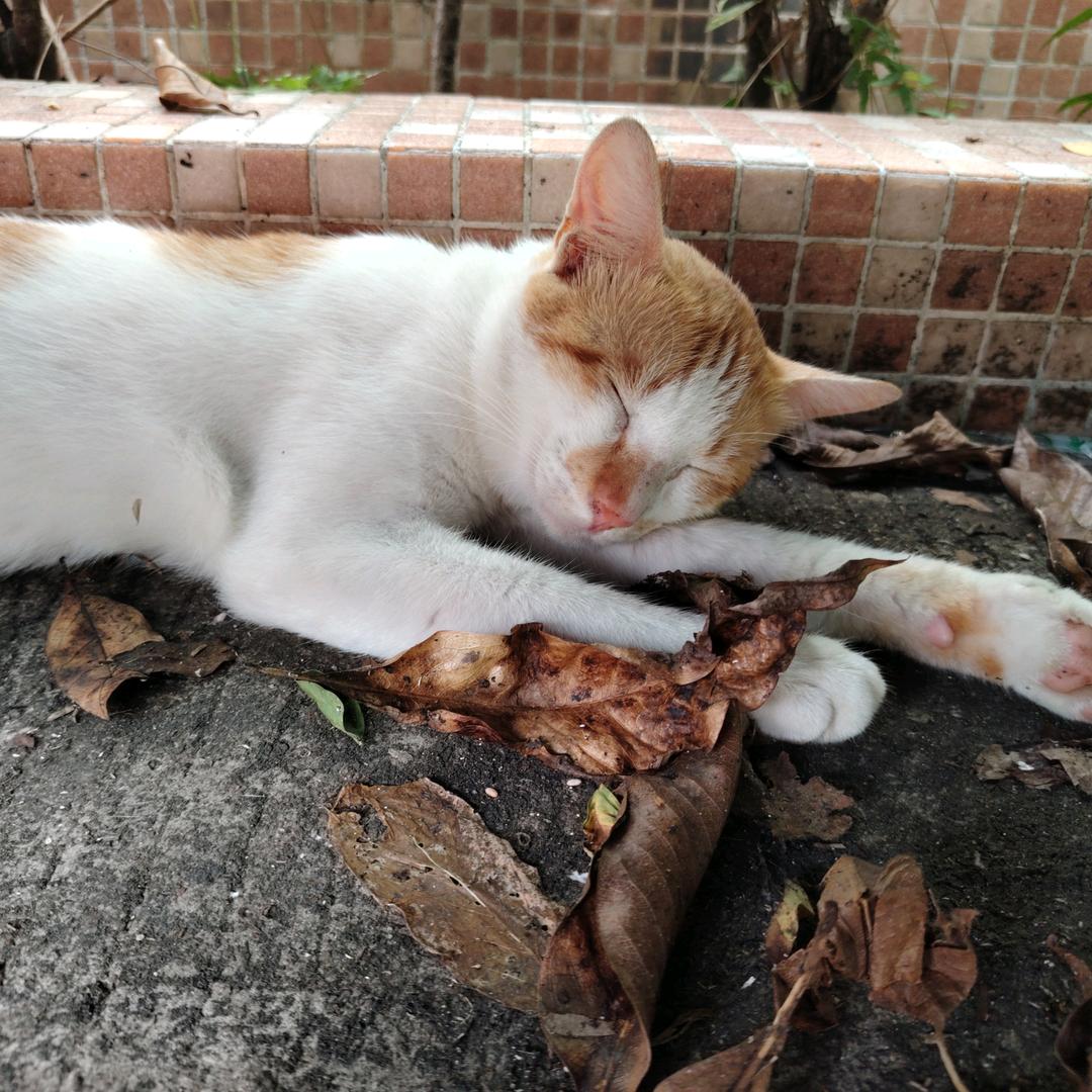 为男神当m发现他是卷毛纯m忍痛成为最猛s