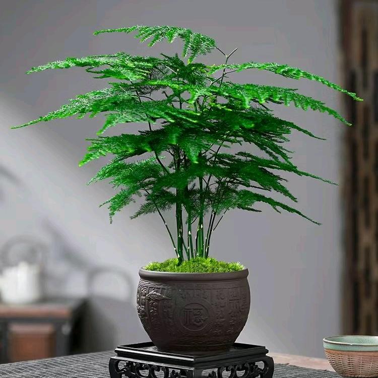 黎黎桌面小盆栽