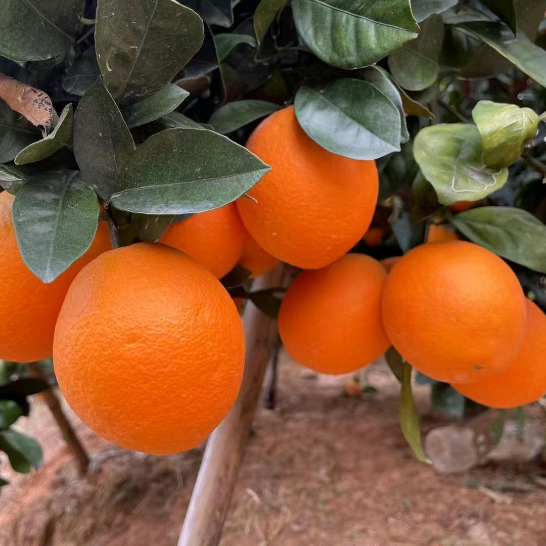 阿辉脐橙种植园