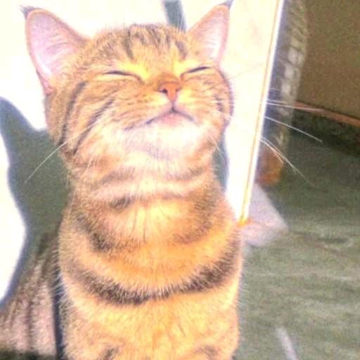 猫猫然（招财，财源滚滚来）