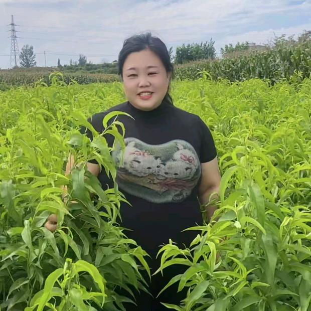 蒙阴欲果苗木，王俪娜