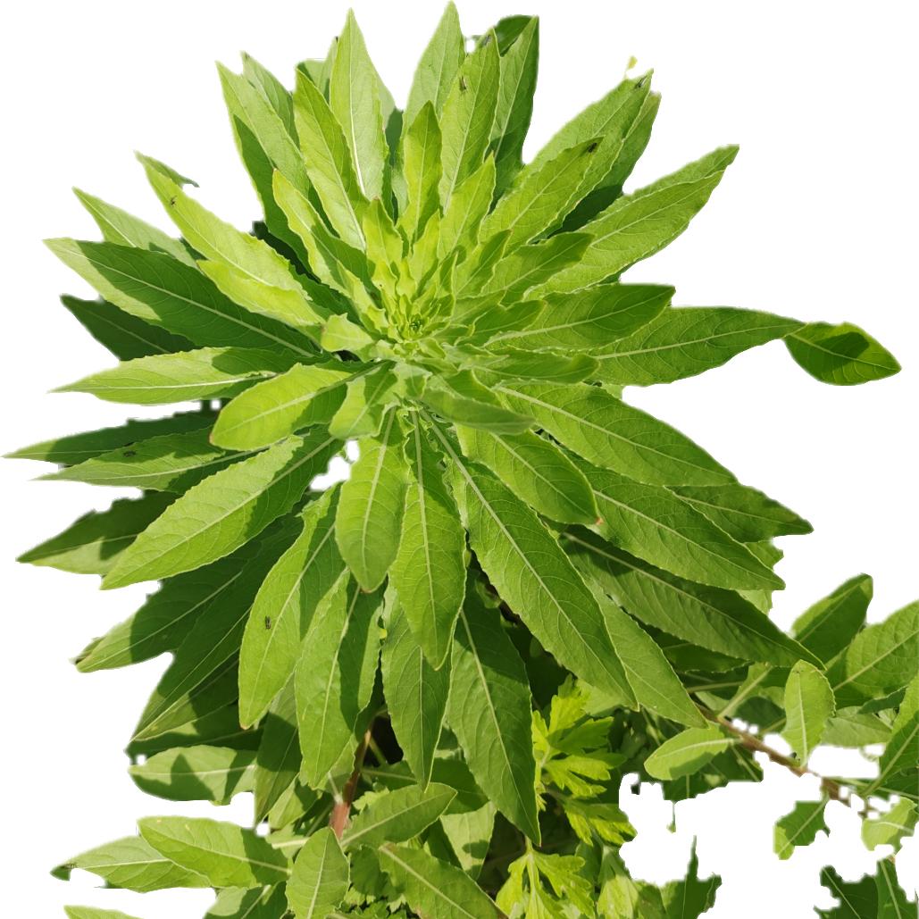 鱼的世界