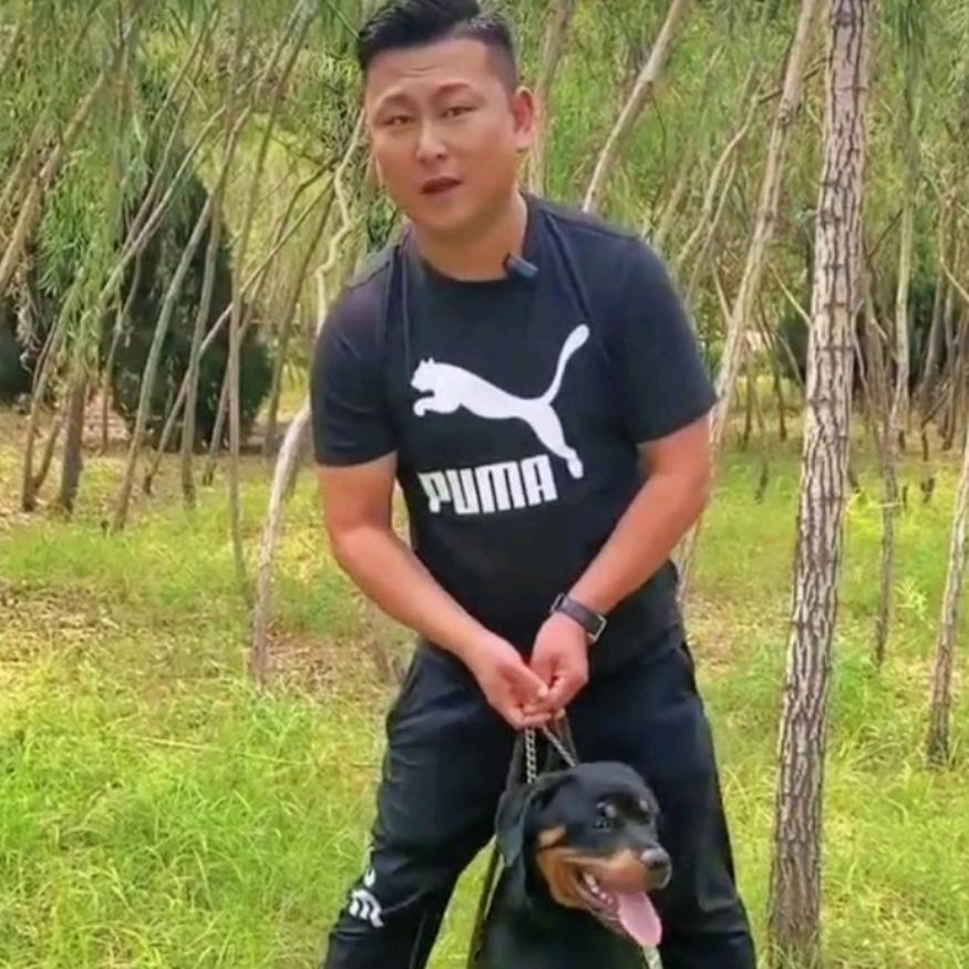 金丽德系罗威纳养殖基地