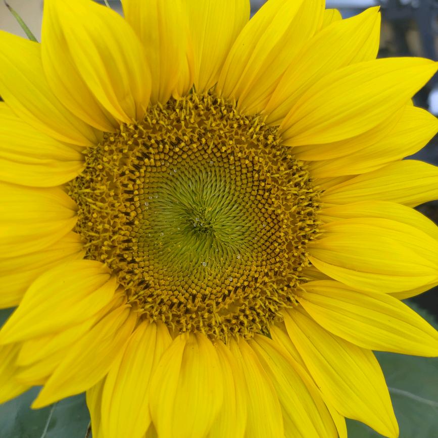 一念静心是最美