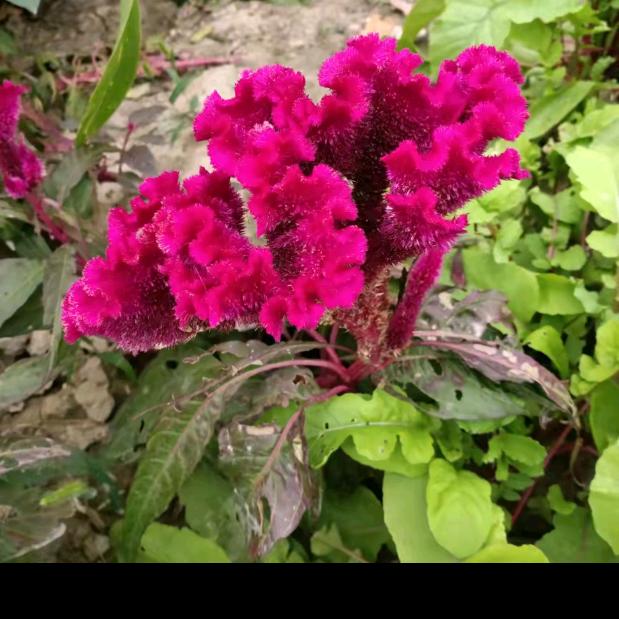 阳光下的牡丹花