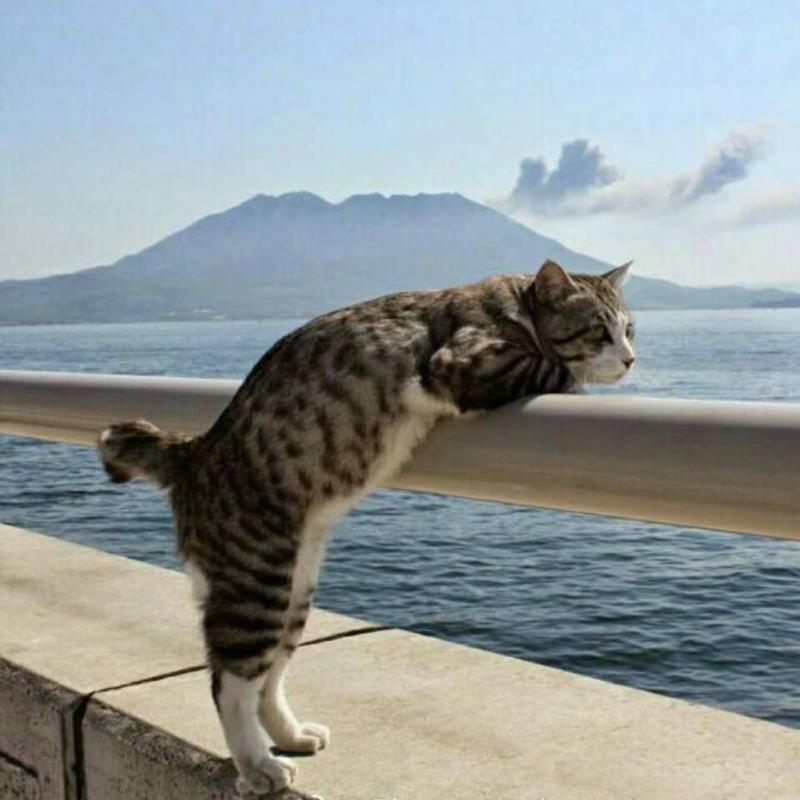 猫居士