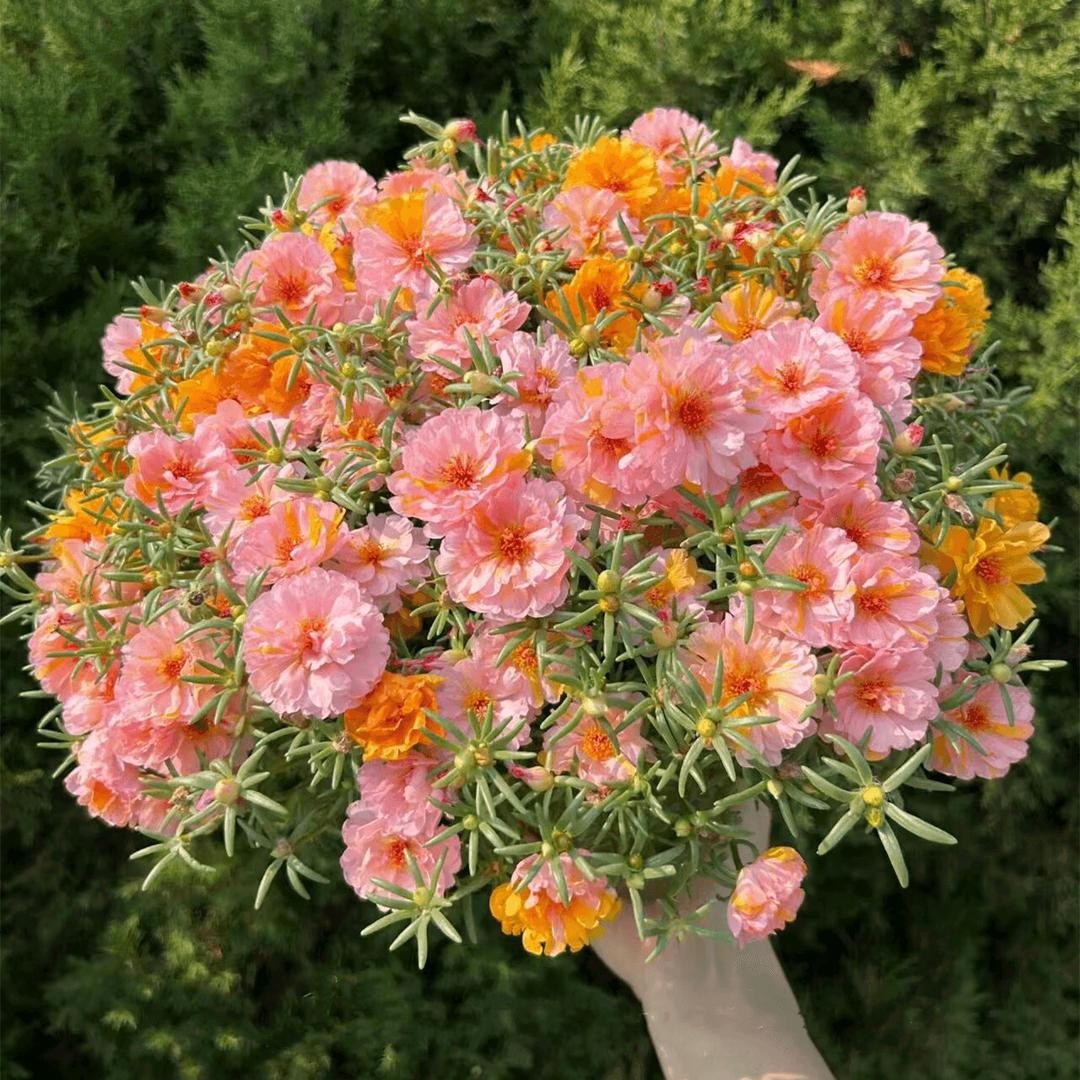 茯苓小筑🌻